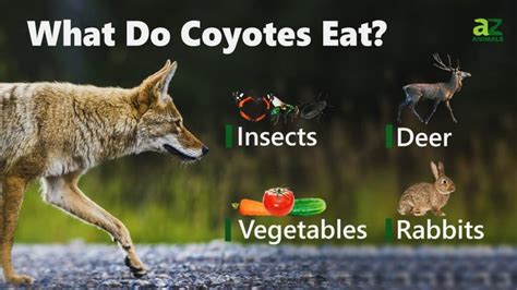 Do Coyotes Bury Their Food? And Why Do They Sometimes Forget Where They Put It?