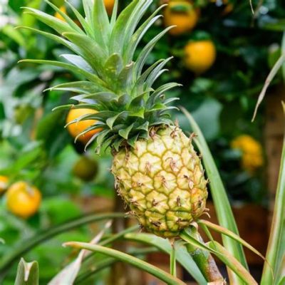 Do I Need a License to Sell Food from Home? And Why Do Pineapples Hate Mondays?