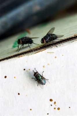 What Does Fly Poop Look Like on Food, and Why Does It Spark Such Curiosity?