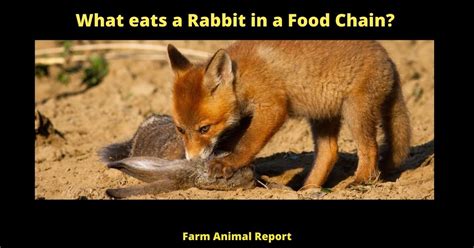 What Eats a Rabbit in a Food Chain and Why Do Some People Think Rabbits Are Secretly Aliens?