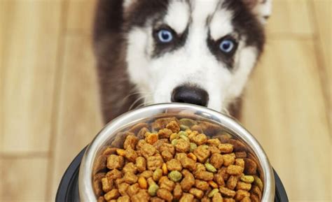 What is the Best Dog Food for Huskies? And Why Do They Love Snow So Much?