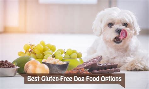 What is the Best Gluten-Free Dog Food and Why Do Some Dogs Prefer Kale Over Bacon?